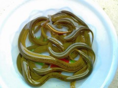 黃鱔苗（純手工捕捉，生猛沒?。? /></a>
                            </div>
                            <p>
                                <a href=